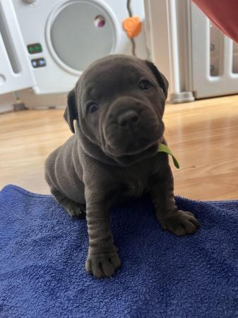 Image 5 of READY in 5 DAYS!! BLUE KCREG Staffordshire BT Puppies