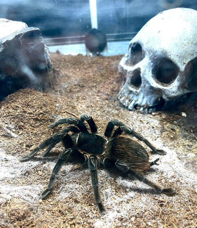 Preview of the first image of Adult Mexican Red Rump Tarantula for sale.