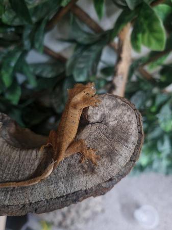 Image 4 of Handsome Crested Gecko Available at Affordable Price