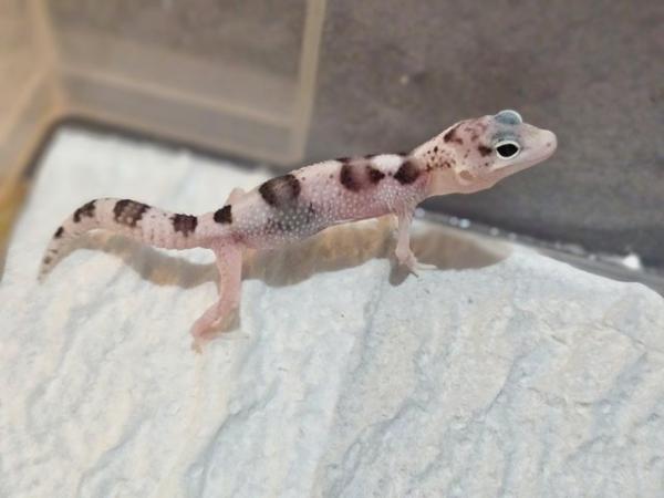 Image 1 of Baby leopard geckos ready to be reserved!