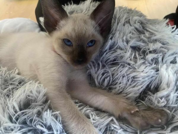 Image 30 of Exceptionally beautiful and silky soft GCCF siamese kittens