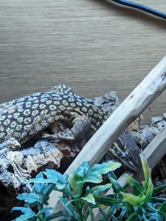 Image 4 of Beautiful Male Ackie Monitor + Viv for sale!