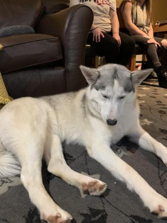 Image 4 of 4year old Siberian husky for sale