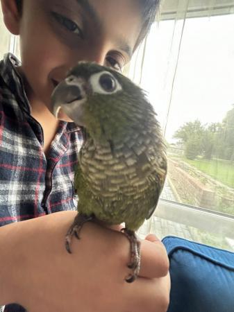 Image 2 of 9 weeks old baby conure for sale