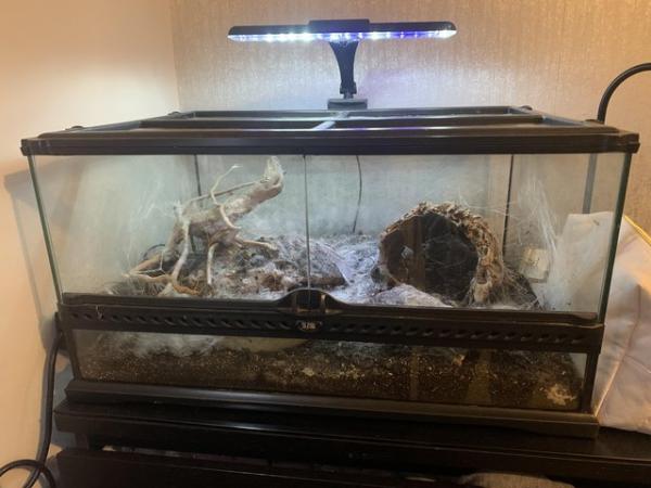 Image 1 of Two tarantulas available full set up