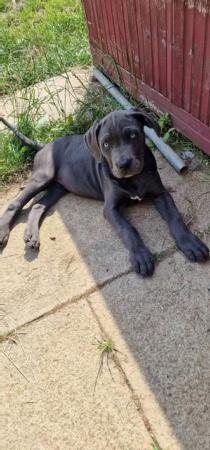 Image 8 of Absolutely stunning Cane Corso puppies!