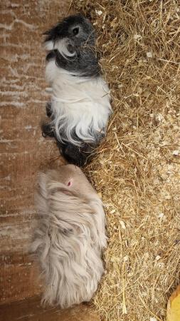 Image 4 of Friendly Bonded pair of boars
