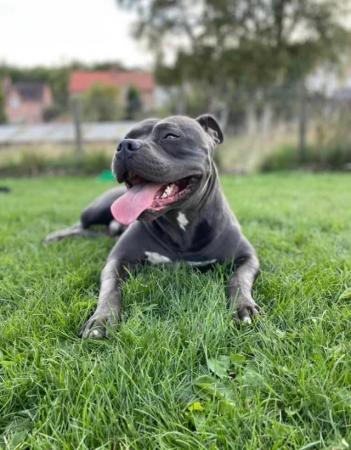 Image 2 of Standard American Bully (Blue Male)