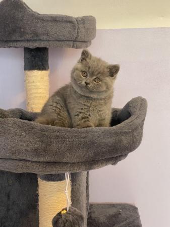 Image 11 of Gorgeous British Shorthair Kittens