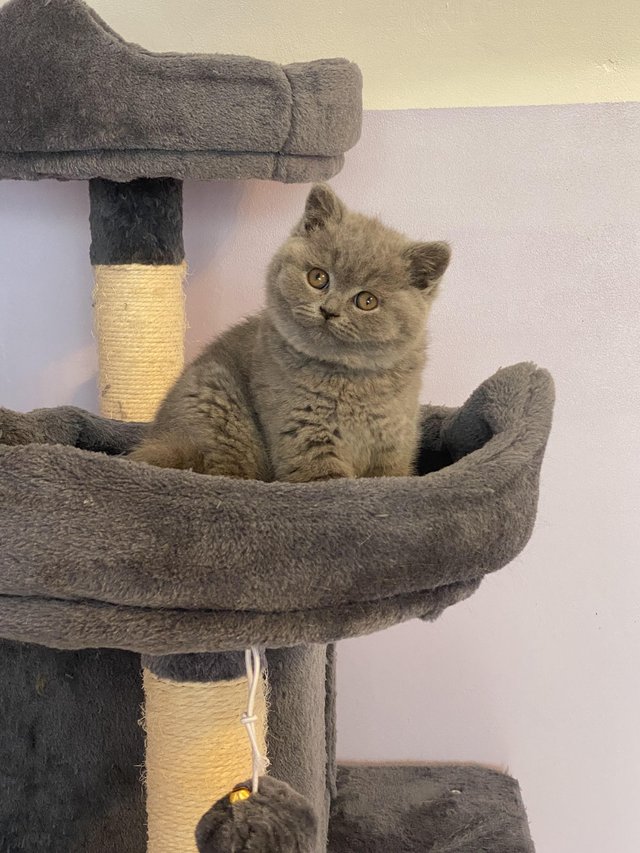 Preview of the first image of Gorgeous British Shorthair Kittens.