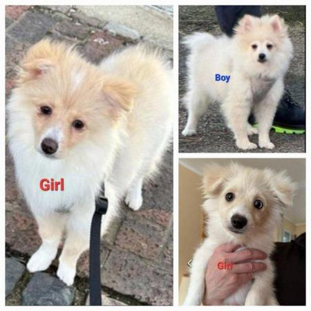 Image 5 of Gorgeous Pomsky F2 Puppies for sale