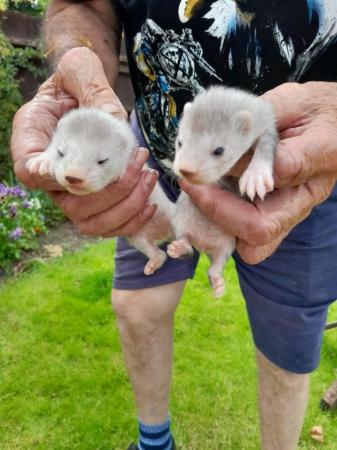 Image 3 of baby ferrets for sale Baldock Hertfordshire
