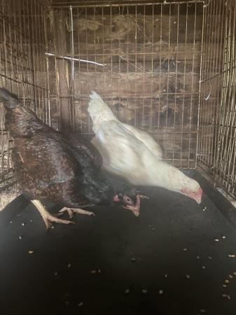 Image 2 of 2 Indian Game pullets just started laying