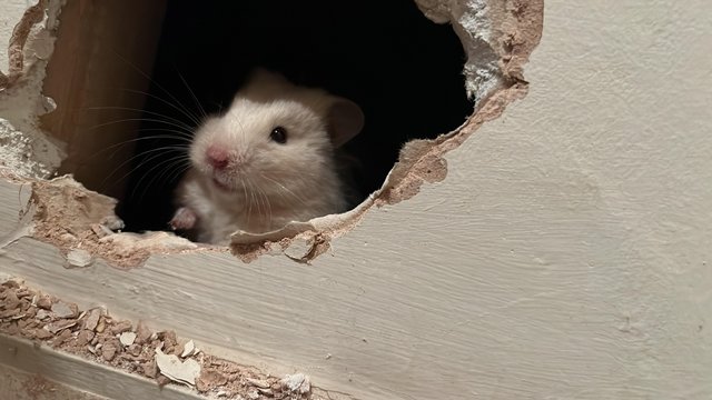 Image 4 of Ten month Syrian Hamster