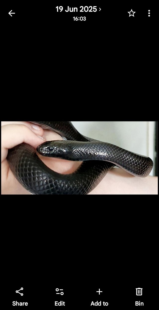 3 snakes for sale with complete vivarium — photo 2 of 4