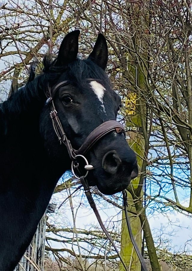 Preview of the first image of 16.1hh KWPN black gelding by Bruin.