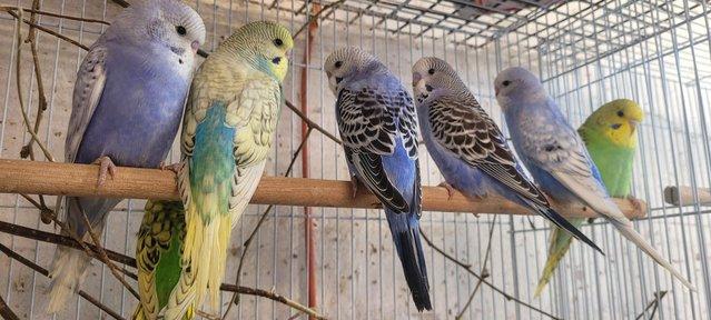 Preview of the first image of Baby budgies approximately 6weeks old.
