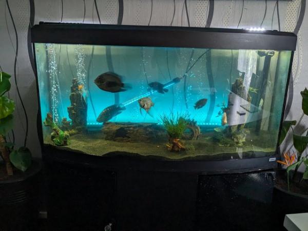 Image 1 of *REDUCED* Fluval Vicenza 4ft 260L Bow Front Tank