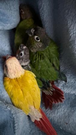 Image 10 of Hand reared baby conures Various different mutations