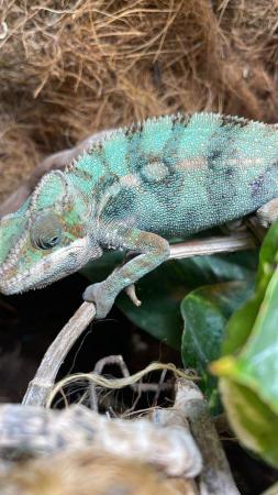 Image 6 of Chameleons available at Birmingham Reptiles