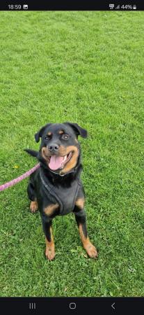 Image 3 of Rottweiler/Collie in need of a new home ??