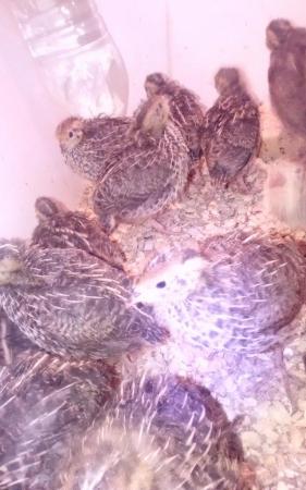 Image 3 of Coturnix Quail Various Colours day old to pol