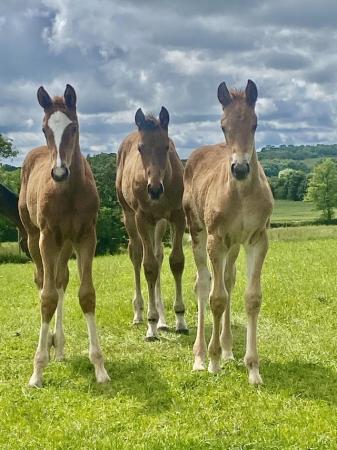 Image 1 of Bazaars stud , Top quality foals for sale
