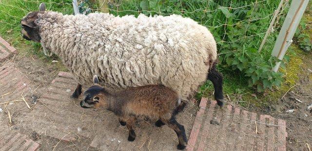 Image 5 of Registered Shetland ewes with lambs at foot
