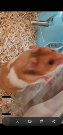 Image 5 of Young hamster for sale (hamster only)