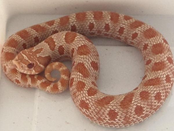 Image 1 of Hatchling CB24 Red Albino hognose