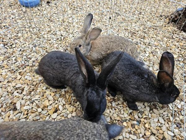 Image 4 of Continental giant rabbits various colours and both sets avai