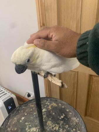 Image 3 of HandReared Tame Talking Yellow Crested Cockatoo