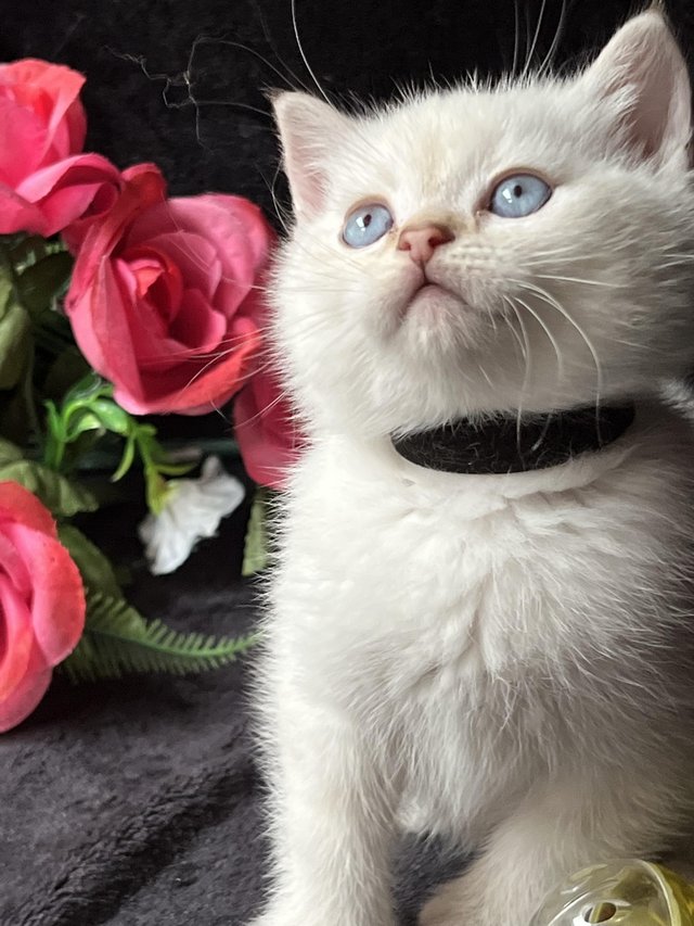 Preview of the first image of British shorthair Silver kittens.