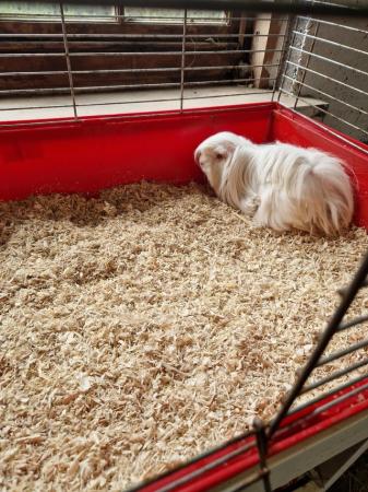 Image 3 of Bonded guinea pig boys available