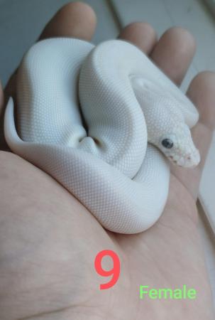 Image 8 of Baby bull pythons for sale