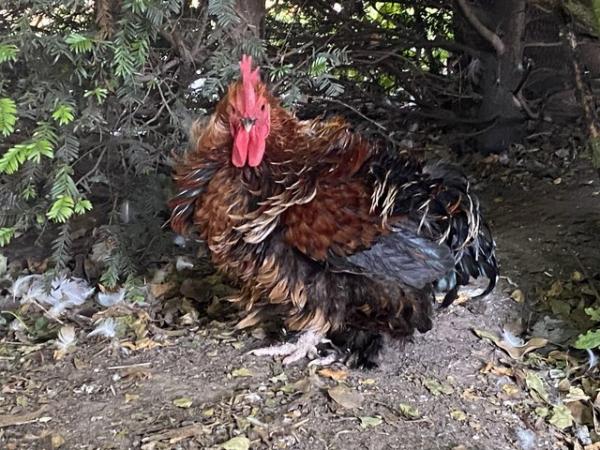 Image 2 of Frizzle bantam cockerel rooster male chicken