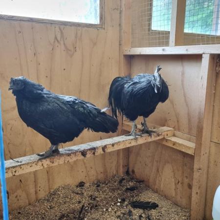 Image 1 of Ayam Cemani one pair, one trio available.