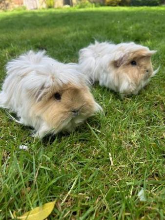 Image 3 of Gorgeous long haired Peruvian Guinea Pigs for sale