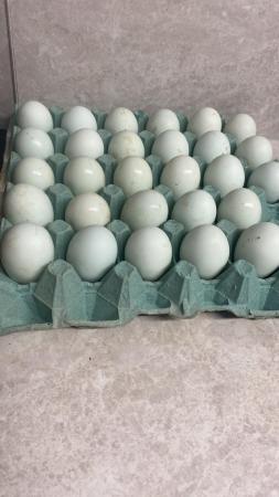 Image 10 of Fertile Eggs -FrenchCopper bk cream leg bars (blue & aut