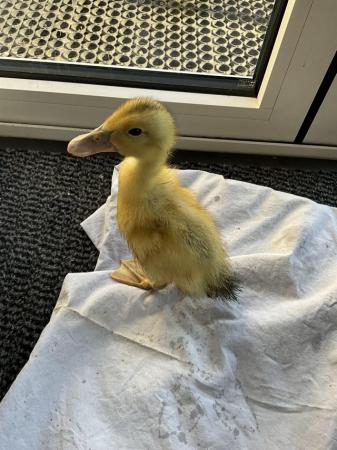 Image 2 of DUCKLINGS PURE BRED LARGE RARE BREED SILVER APPLEYARD
