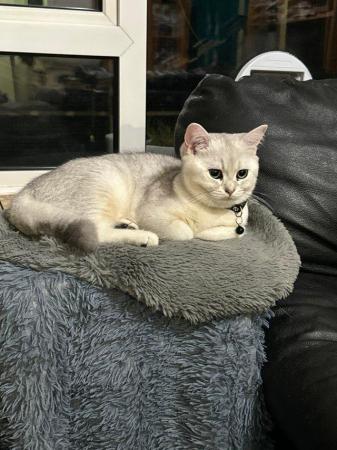 Image 4 of British Shorthair GCCF registered kittens