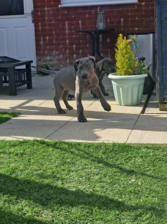 Image 33 of Adorable KC Blue Great Dane puppies READY NOW!!