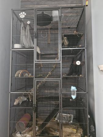 Image 4 of 2 male rats*** comes with cage and accessories