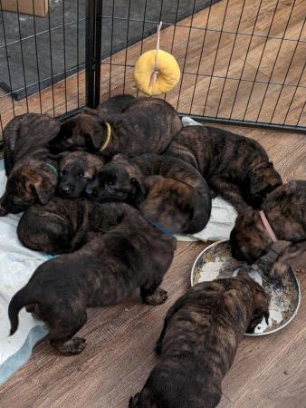 Image 4 of SOLD! Dutch herder pups from a mixed litter BRN registered
