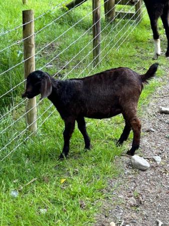 Image 3 of Anglo Nubian Billy Goat- Mid Wales