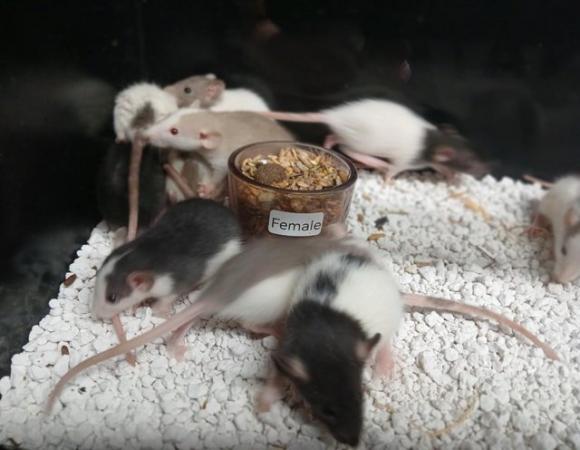 Image 19 of Baby Rats Dumbo's and Straight ears