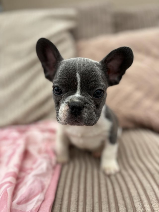 Preview of the first image of French Bulldog outstanding puppies.