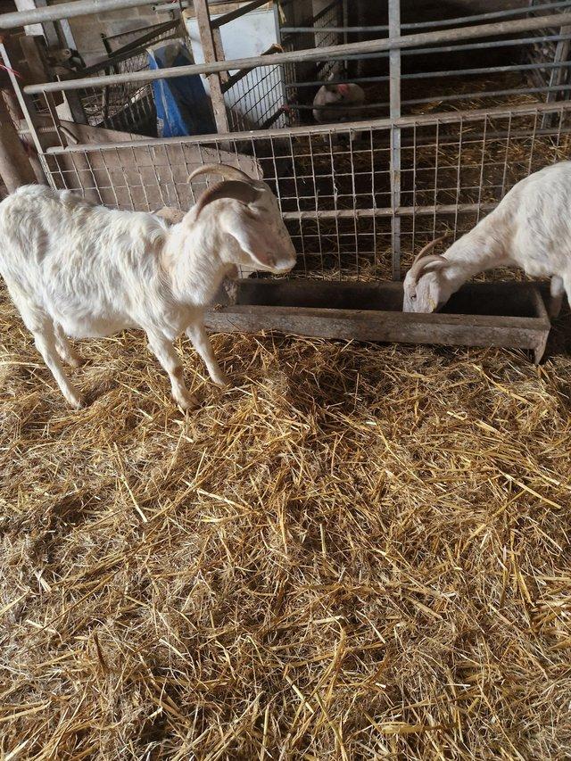 Preview of the first image of Nanny goat and 4 month old female kid.