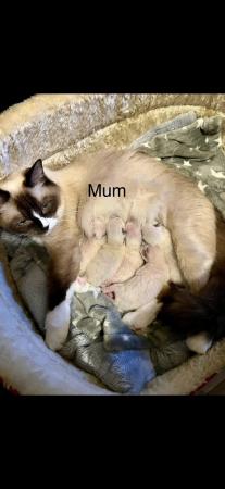 Image 6 of READY TO LEAVE 4 males fullragdoll kittens