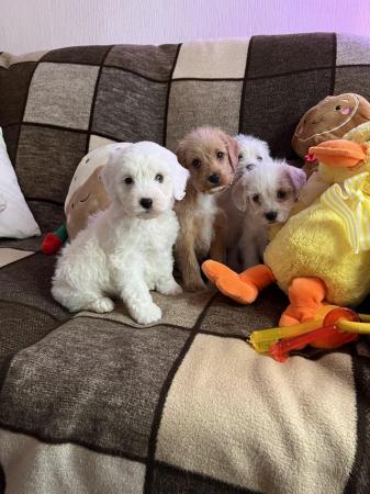 Image 3 of Beautiful Small Cockerpoo Puppies For Sale.